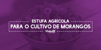 29-11-Estufa-Agrícola-Para-o-Cultivo-de-Morangos